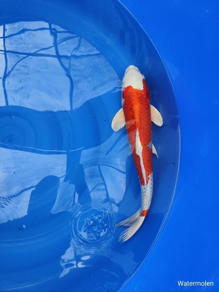 Japanse Koi, Karper of Koi