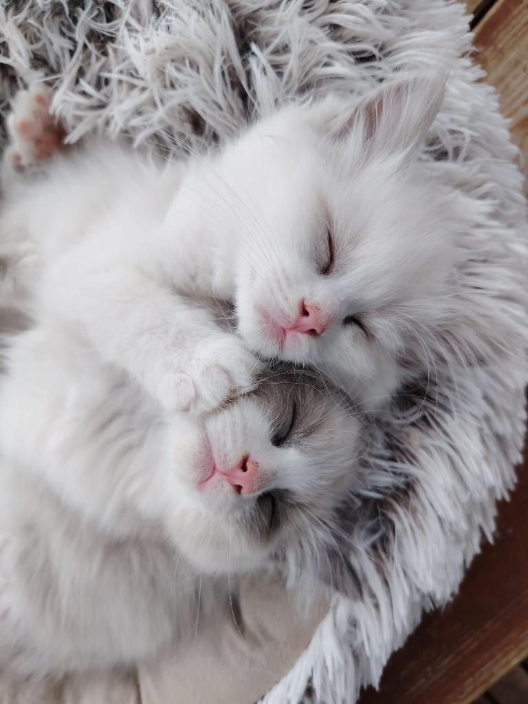 Ragdoll Kittens Met Stamboom, Meerdere dieren, Met stamboom, 0 tot 2 jaar