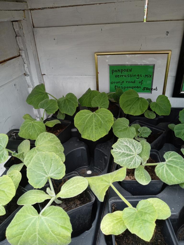 Moestuin planten zelfbediening kraampje Stedum, Ophalen, Eenjarig, Groenteplanten, Volle zon