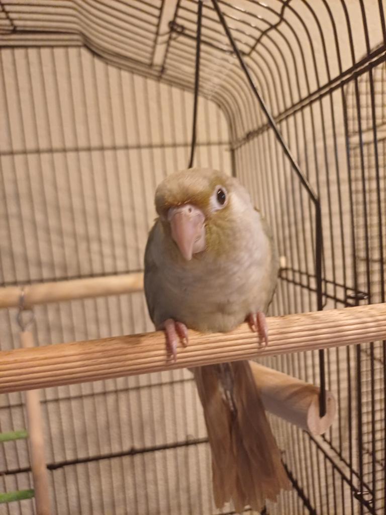 Te koop: Pyrrhura mannetje Jacco, Dieren en Toebehoren, Vogels | Parkieten en Papegaaien, Mannelijk, Parkiet, Geringd