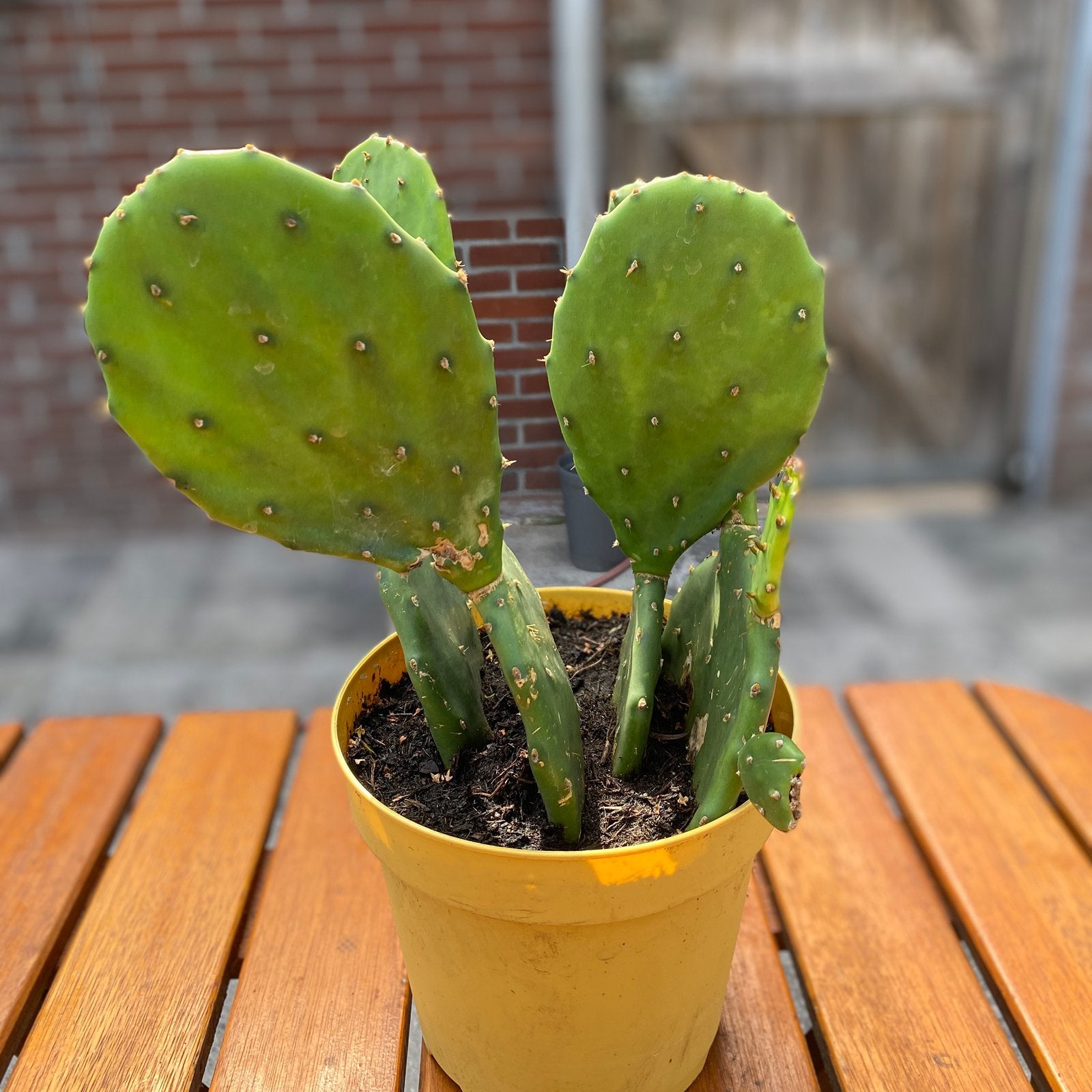 Mooie Cactus (Heerenveen), Ophalen, Halfschaduw, Minder dan 100 cm
