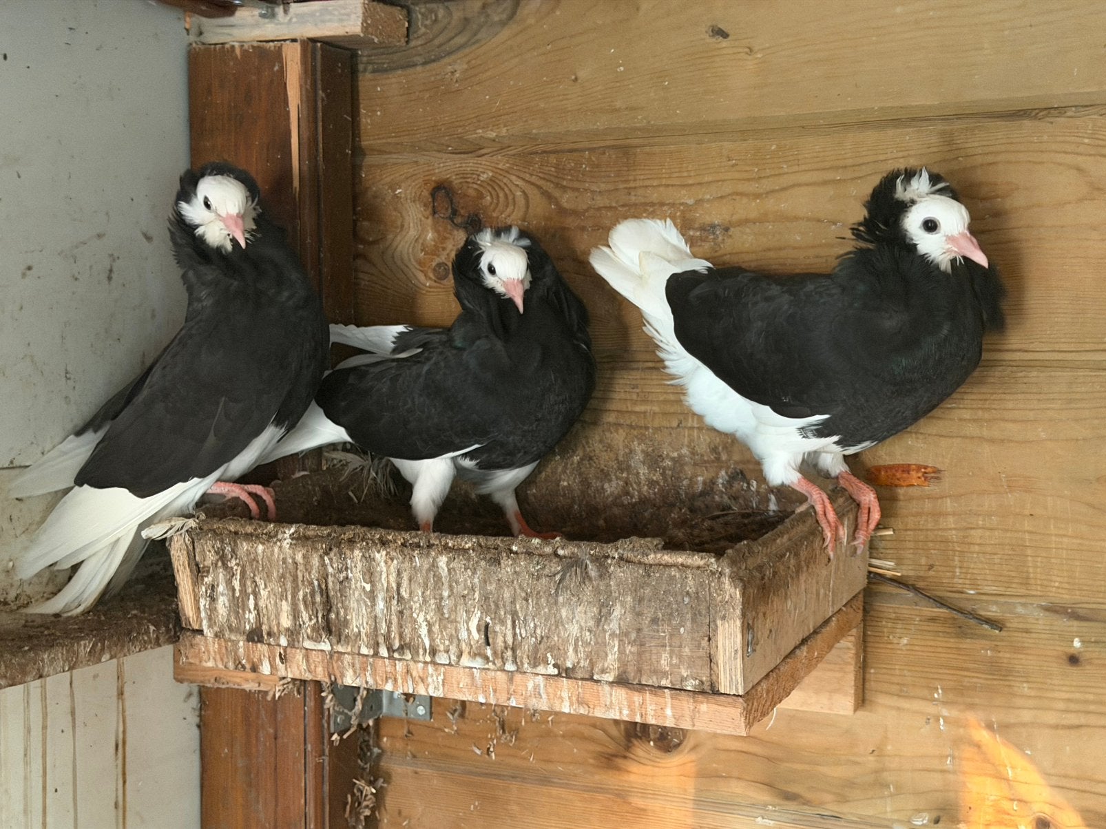 3 jonge kapucijners te koop, Dieren en Toebehoren, Vogels | Duiven, Meerdere dieren, Overige soorten