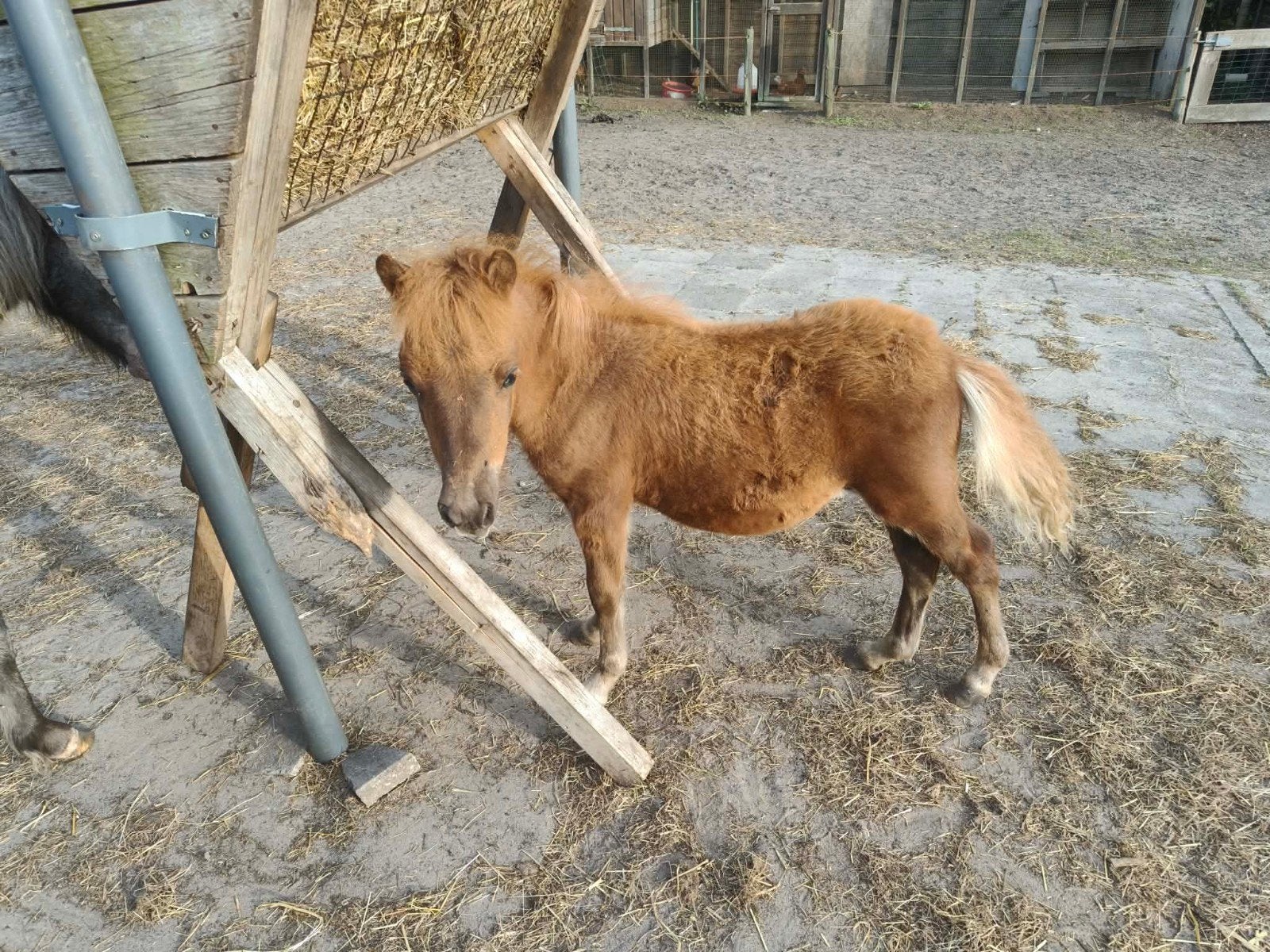 verschillende veulens welsh en haflingers, Dieren en Toebehoren, Paarden, Meerdere dieren, Minder dan 160 cm, 0 tot 2 jaar