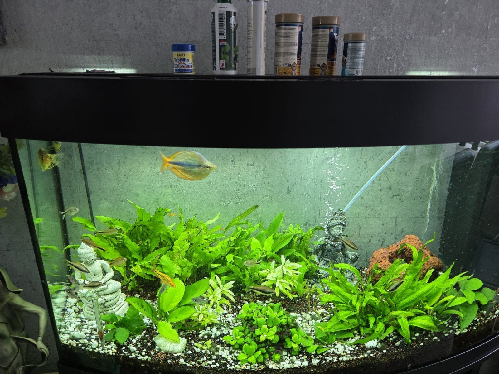 JUWEL 180, Ophalen, Zo goed als nieuw, Gevuld zoetwateraquarium