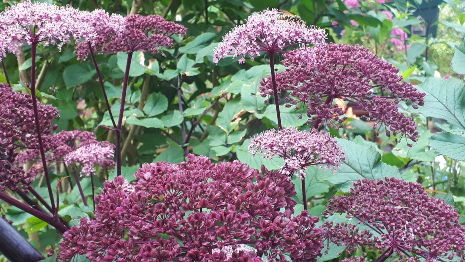 30 soorten planten zon/ schaduw, Tuin en Terras, Ophalen, Overige soorten, Volle zon