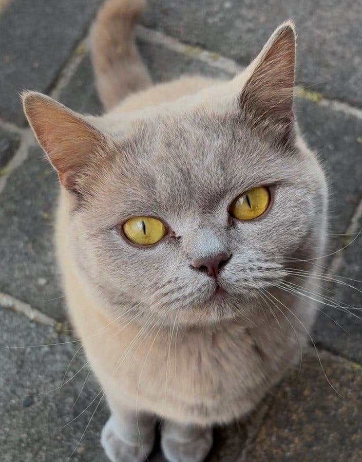 Lieve britse korthaar gecastreerde kater, Dieren en Toebehoren, Katten en Kittens | Overige Katten, Kater
