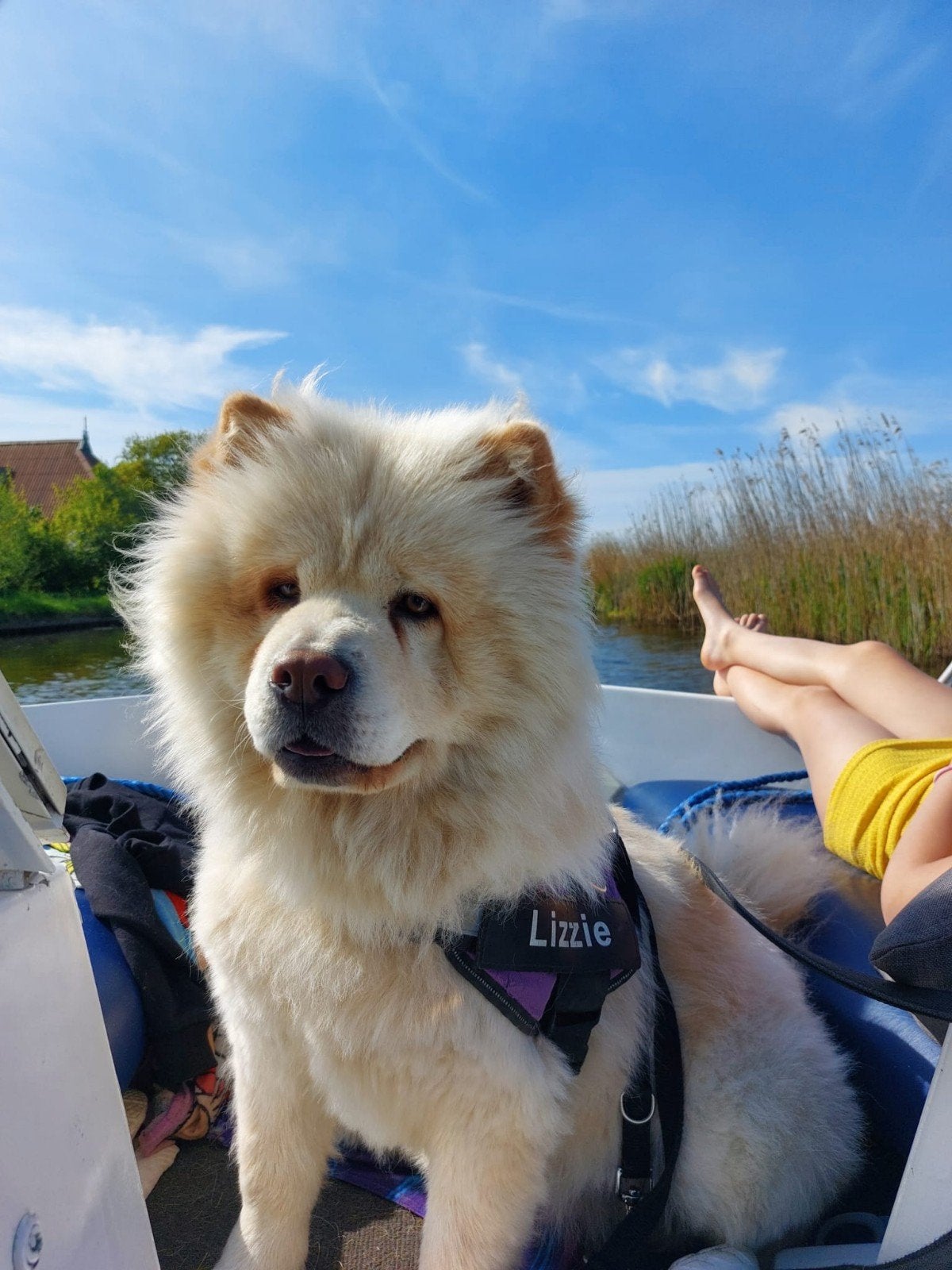 chowchow teef 3 jaar, Dieren en Toebehoren, Honden | Niet-rashonden, Teef, Eén hond, 3 tot 5 jaar, Nederland