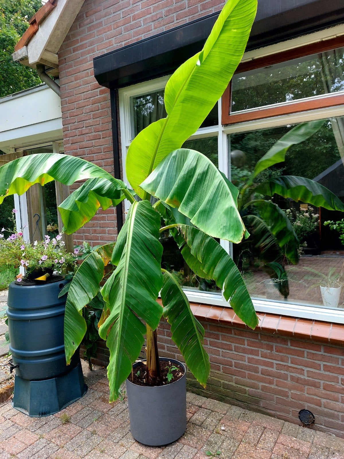 Mooie bananenboom te koop - Breng de tropen in huis!, Overige soorten, Volle zon, Vaste plant, Ophalen of Verzenden
