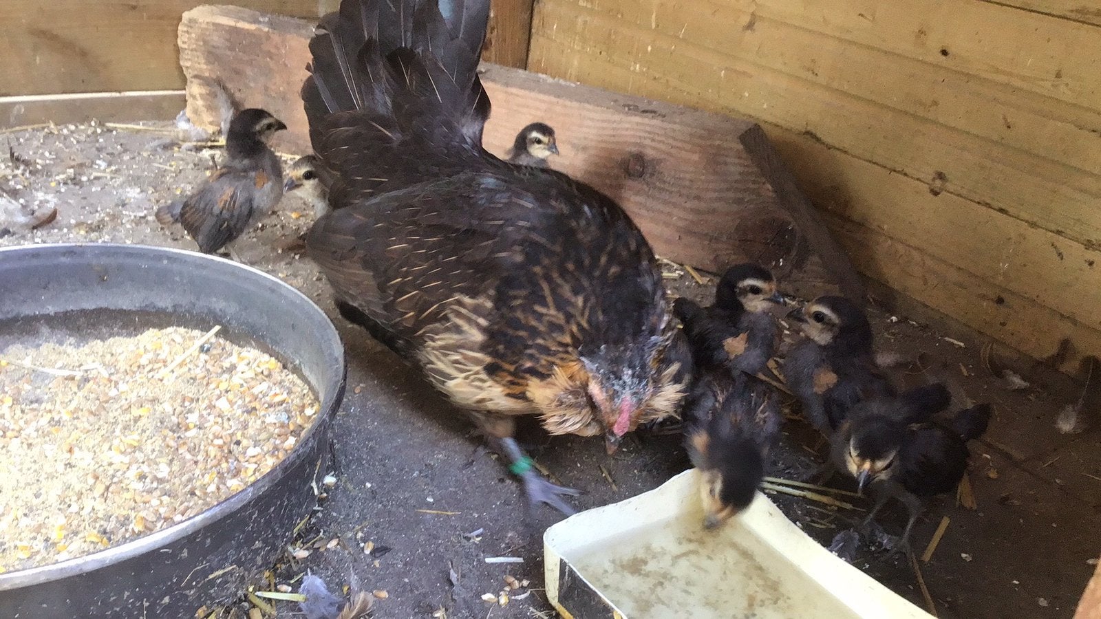 Te koop antwerpse baardkriel met 8 kuikens., Dieren en Toebehoren, Pluimvee, Meerdere dieren, Kip