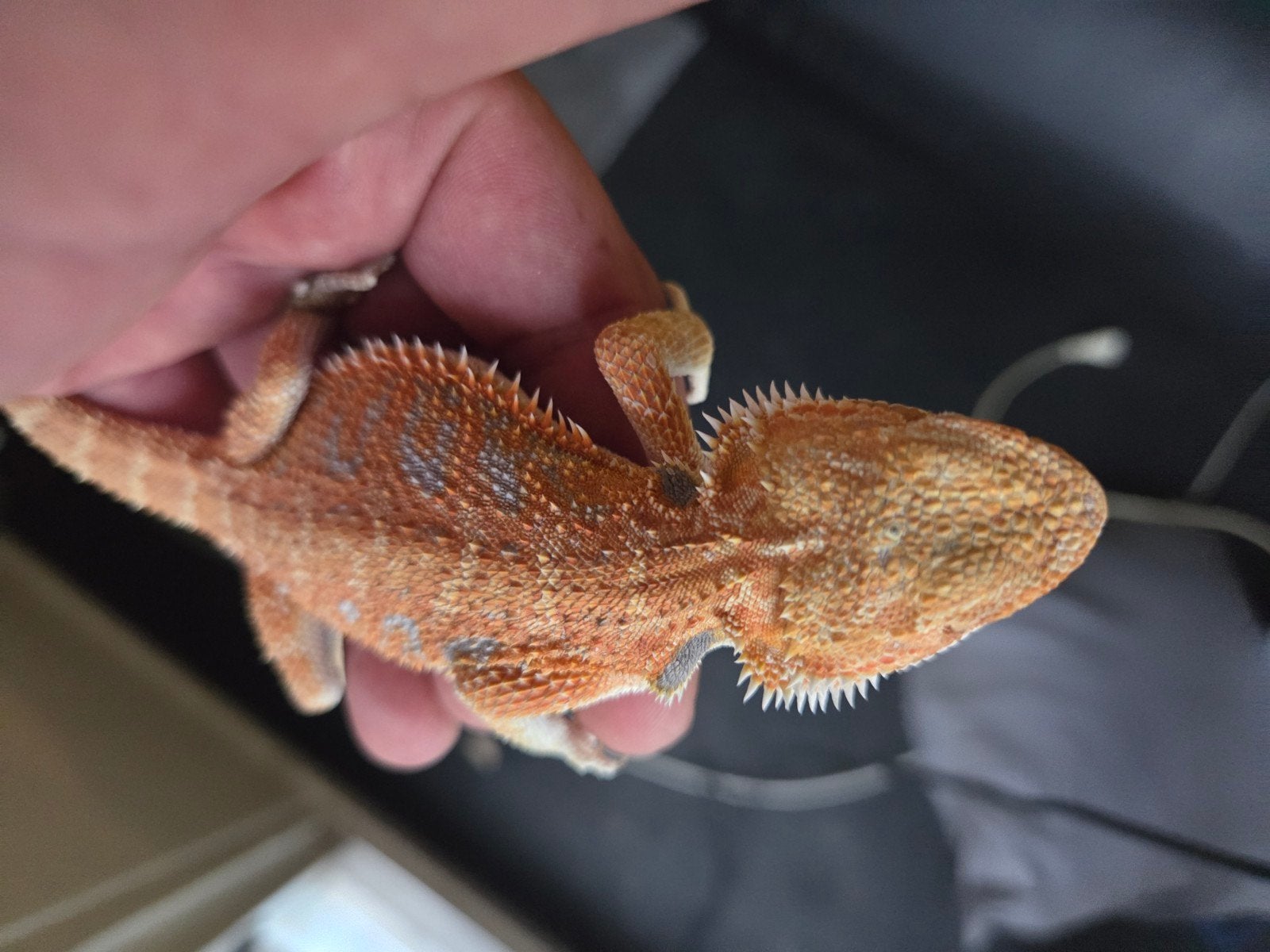 Baardagaam Pogona Vitticeps Hypo Red Orange Blue Bar Bearded Dragon photo 2