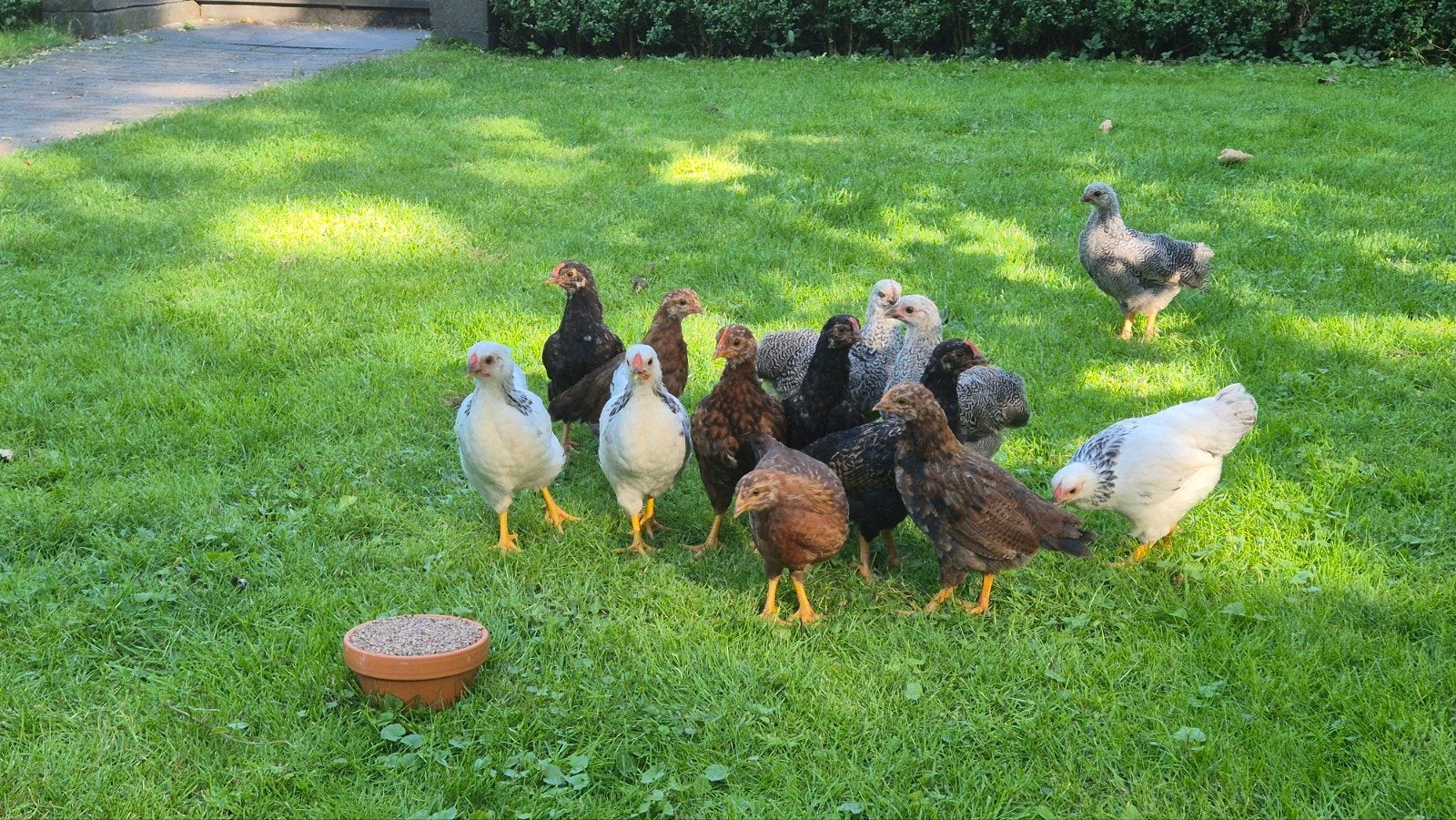 Gratis, jonge hanen, Dieren en Toebehoren