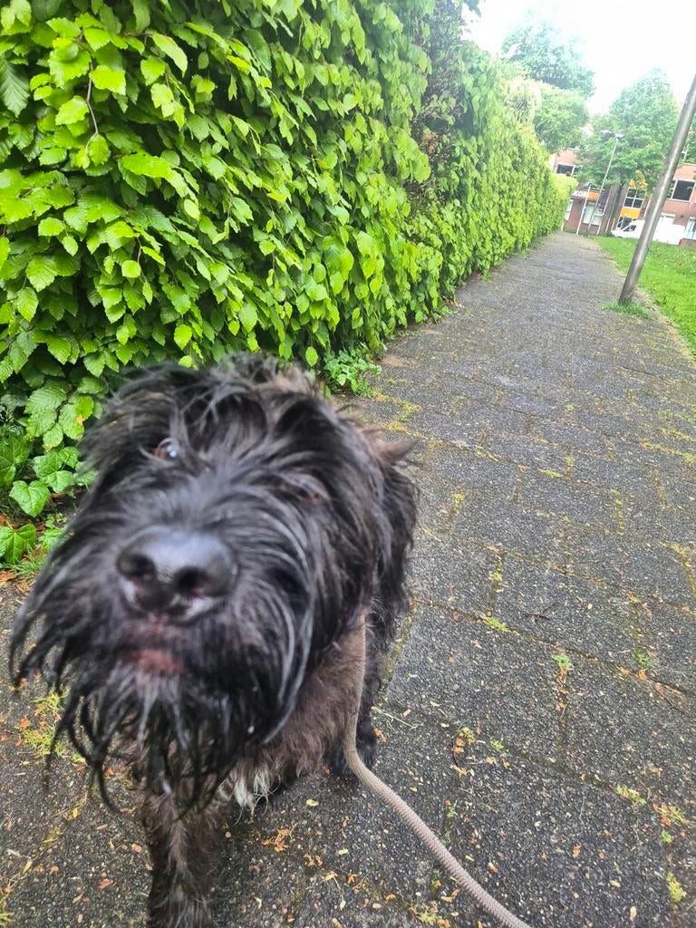 Leuke labradoodle/stafford mix te koop, 15 weken tot 1 jaar, Reu, Eén hond, Nederland