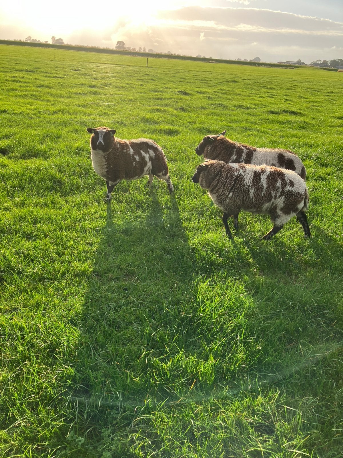 Te koop 5 Bonte weidelammeren, Meerdere dieren, Schaap