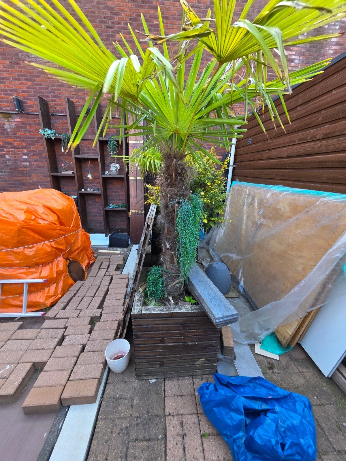 Grote palmboom, Ophalen, Overige soorten, Volle zon
