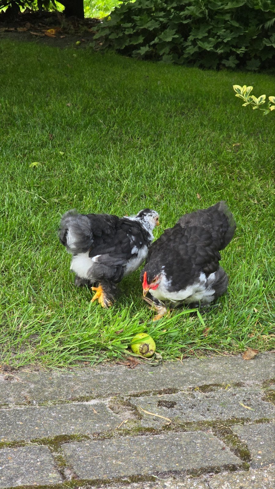 2 cochin krielhaantjes, Dieren en Toebehoren, Pluimvee, Mannelijk, Kip