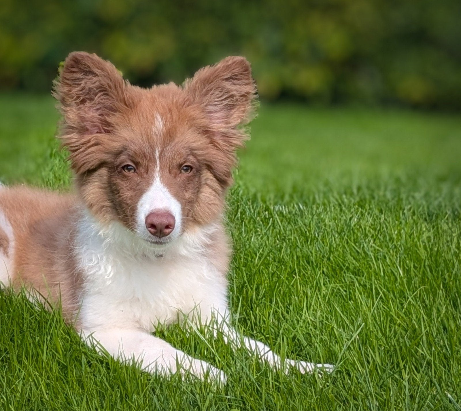 Herplaatsing: prachtig border collie kruising reutje, Parvo, 15 weken tot 1 jaar, Reu, Collie