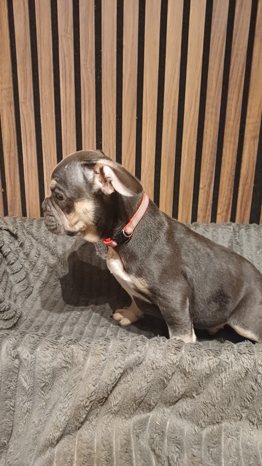 Franse bulldog Pups *blauw blue tan & fawn*, Particulier, 15 weken tot 1 jaar, Buitenland, Parvo