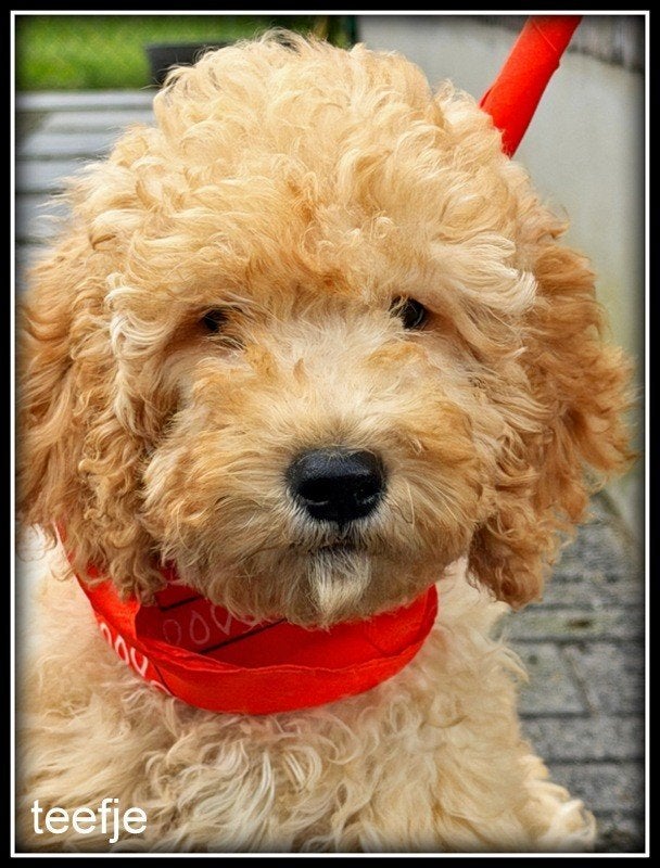 Labradoodle pups F4. Mogen het nest verlaten., Nederland, Parvo, Overige rassen, 8 tot 15 weken