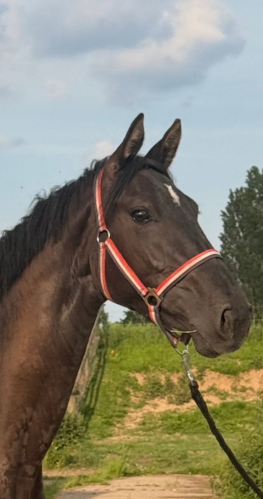 3 jarige kwpn merrie springgefokt, Dieren en Toebehoren, Paarden, Merrie, Springpaard, 3 tot 6 jaar, Met stamboom