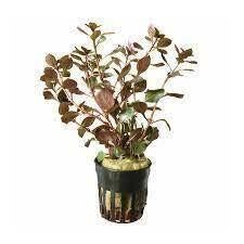 ludwigia repens diamond red €4,95, ., Overige typen, Nieuw, Ophalen of Verzenden