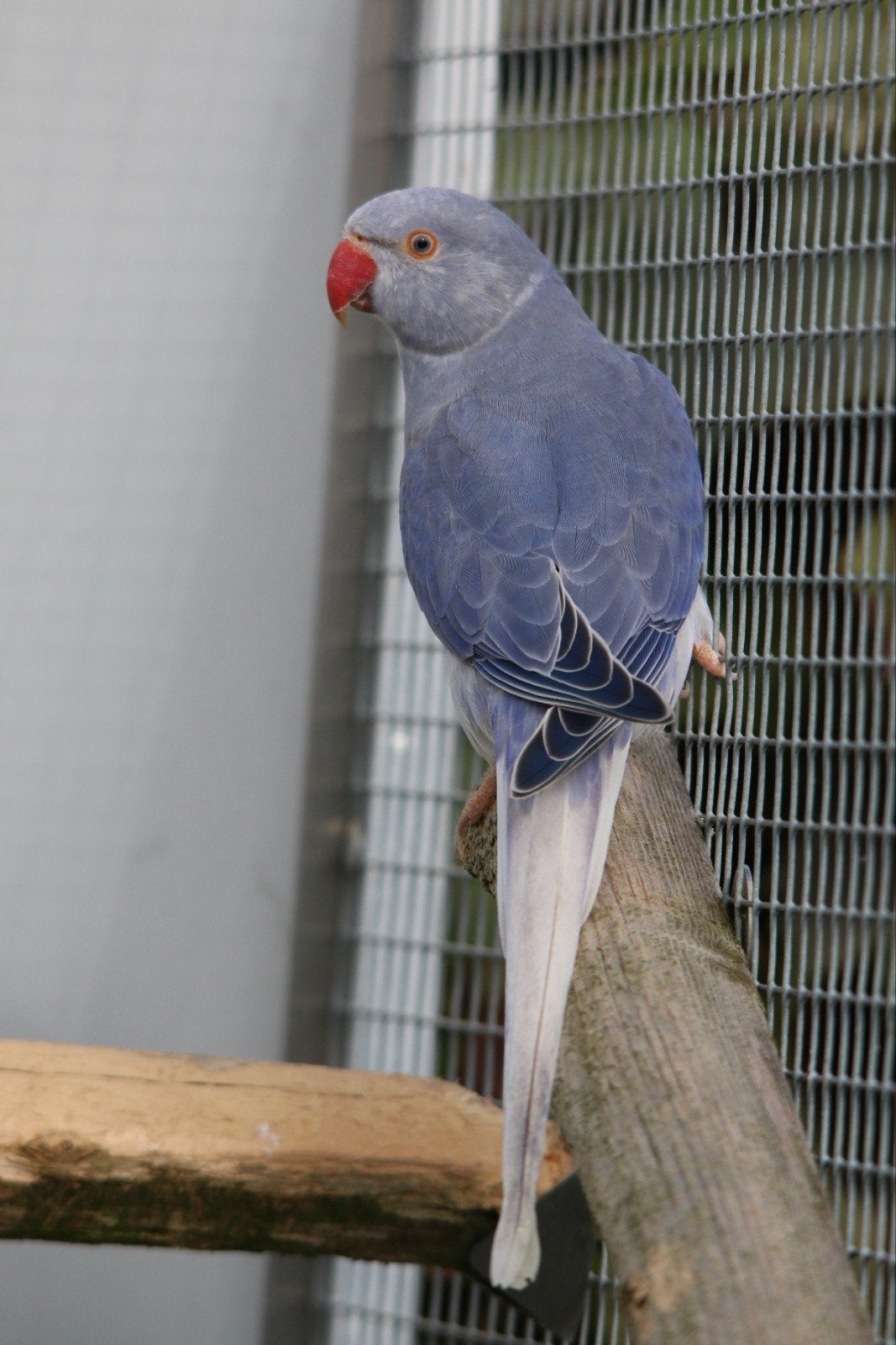 Halsbandparkiet Bleekstaart Violet split Opaline man 2026, Dieren en Toebehoren, Mannelijk, Parkiet, Geringd