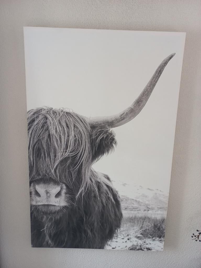 Stoere canvasprint Schotse Hooglander zwart-wit, Ophalen of Verzenden, Gebruikt, 50 tot 75 cm, Print