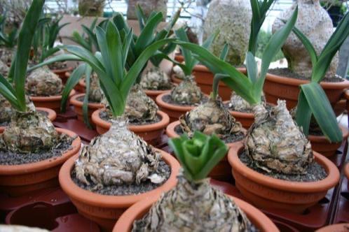 Caudex plant Urginea Altissima van oorsprong uit Zimbabwe, Huis en Inrichting, Kamerplanten, Overige soorten, Ophalen of Verzenden