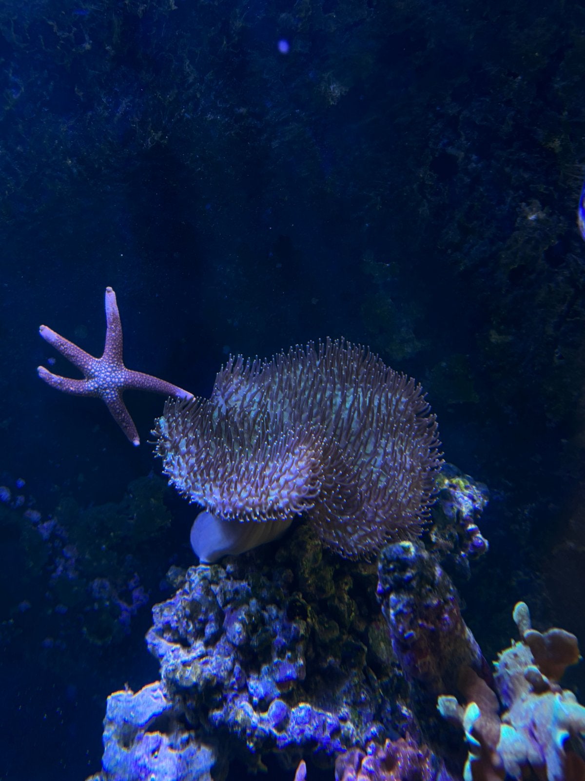 Sarcophyton galaucum Neon Green Body, Dieren en Toebehoren, Overige typen, Zoutwatervis