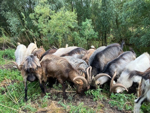 koppel overjarige bokken, Meerdere dieren, Geit, 0 tot 2 jaar