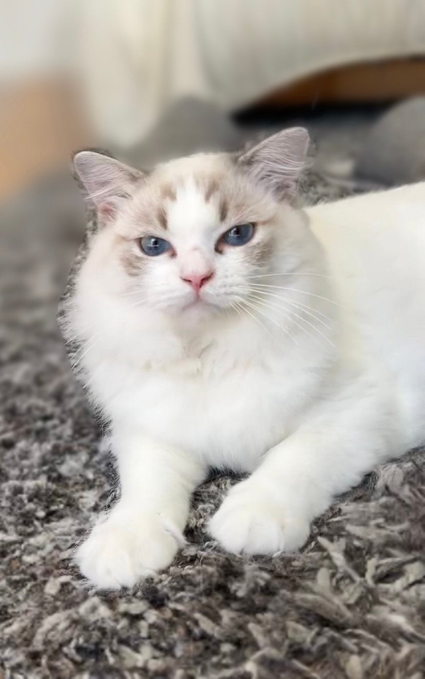 Prachtige en aanhankelijke ragdoll kitten 2 geënt geholpen, Kater, Gechipt, 0 tot 2 jaar