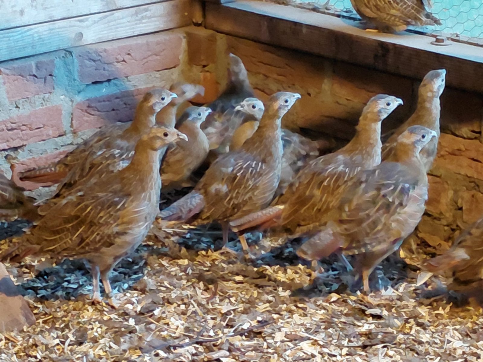 Europese patrijzen 2026, Meerdere dieren, Kalkoen