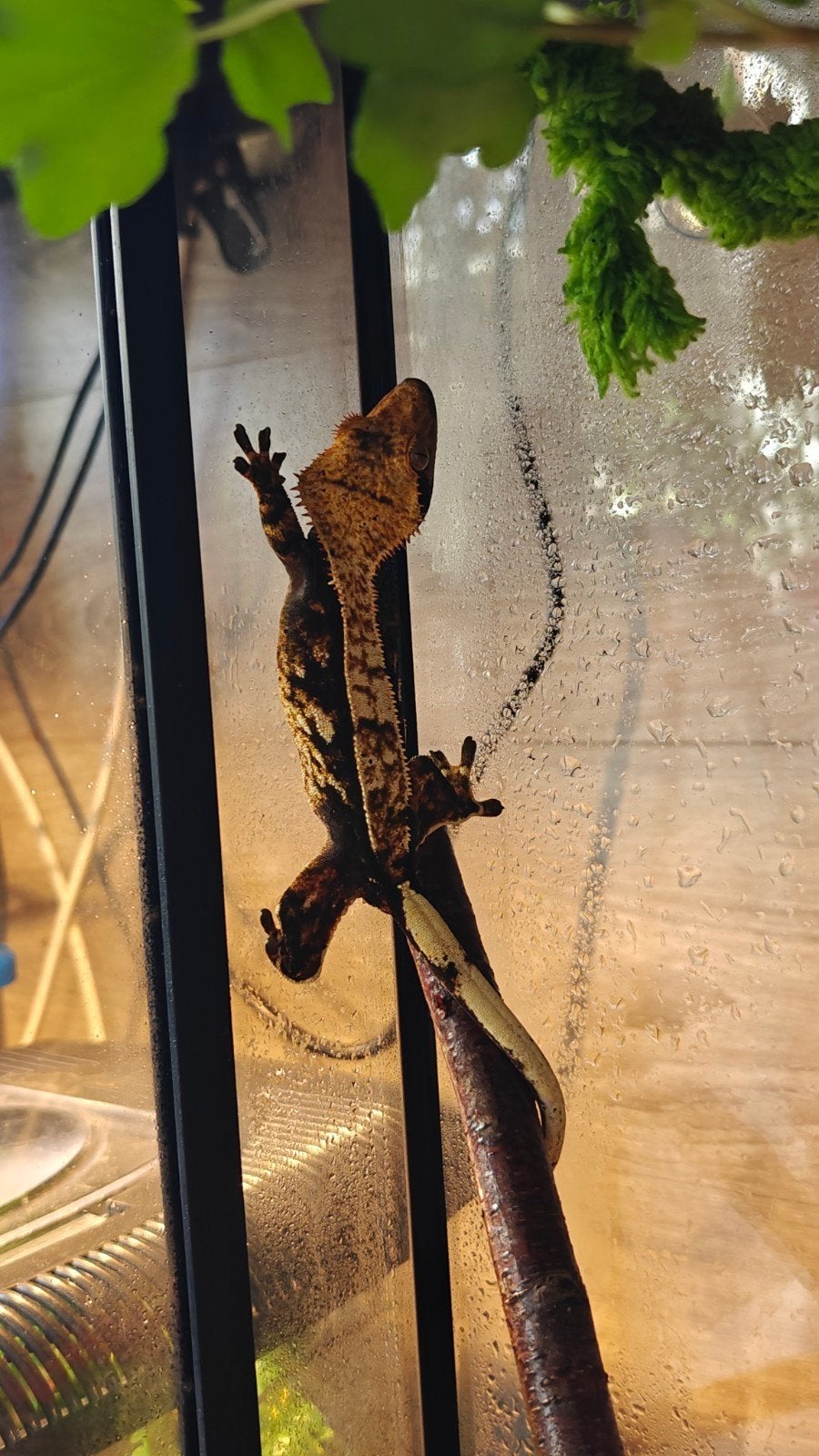 crested gecko female Crested Gecko photo 2