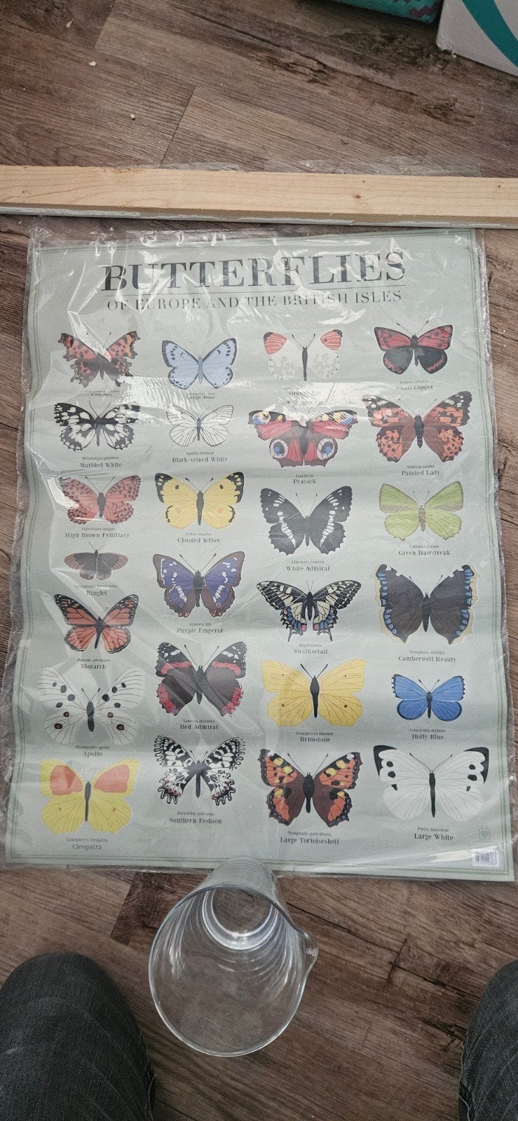 Poster Vlinders van Europa en de Britse Eilanden, Ophalen of Verzenden, Nieuw, Natuur algemeen, Onbekend