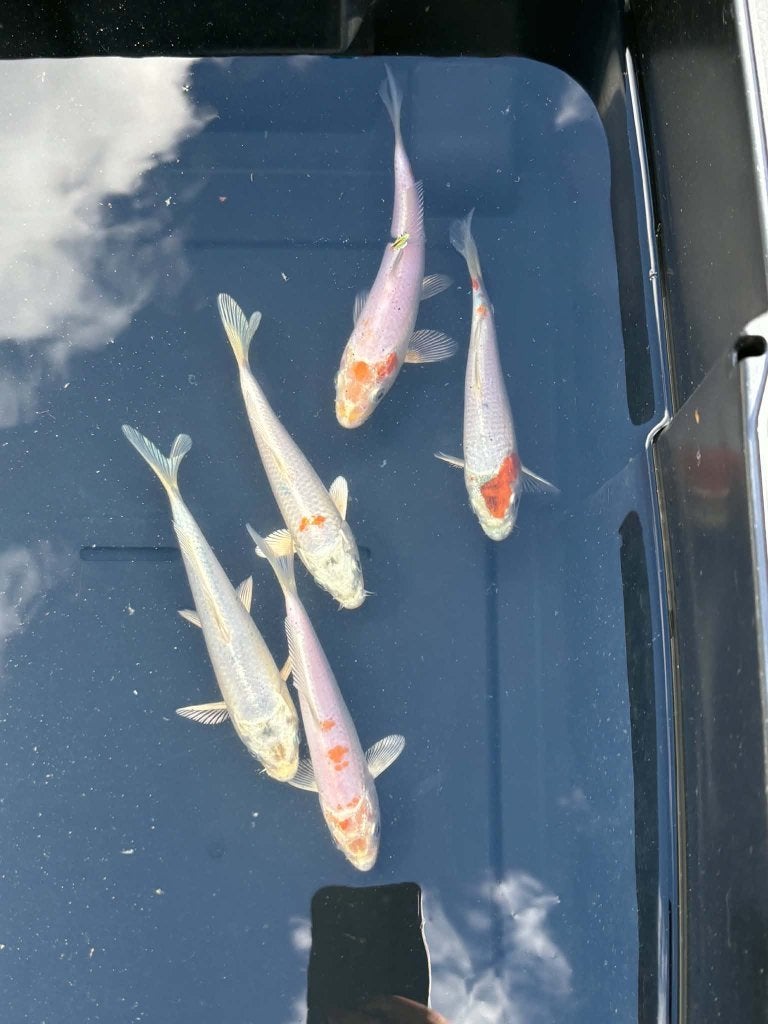 5x Mix Koi – Eigen Kweek, Dieren en Toebehoren, Karper of Koi