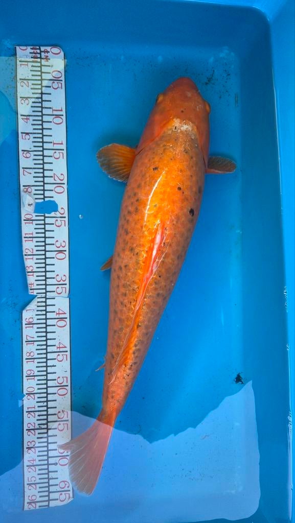 Orenji ogon koi 55cm, Karper of Koi