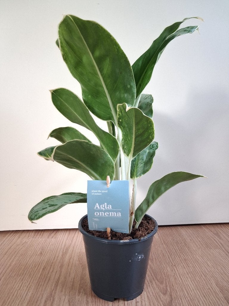Aglaonema Silver Bay - Chinese Evergreen H: 45 cm., Ophalen, Overige soorten, Halfschaduw, Minder dan 100 cm