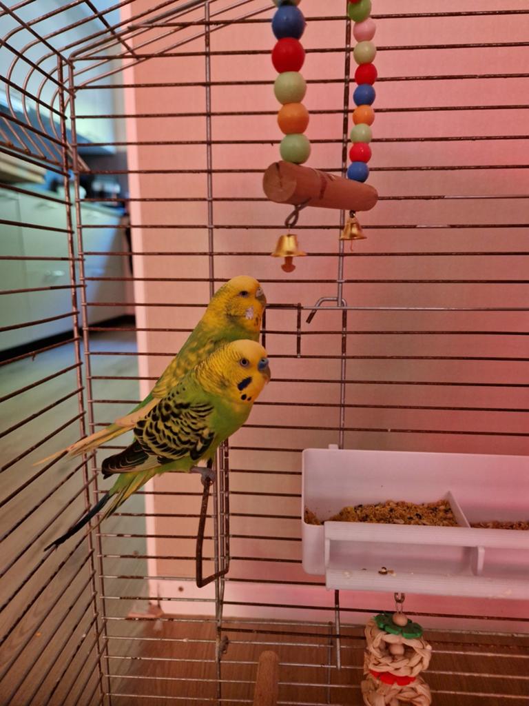 Grasparkieten met jong GRATIS voor een goed huisje, Meerdere dieren, Parkiet