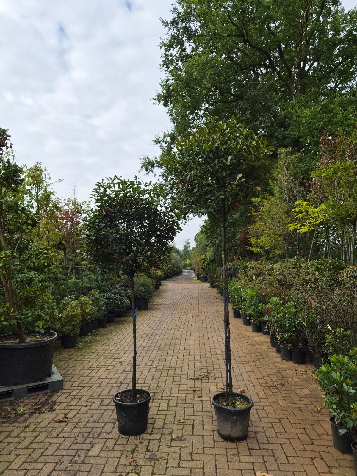 Photinia Carre Rouge Hoogstam en Laagstammen, Overige soorten, Lente, 100 tot 250 cm, Ophalen