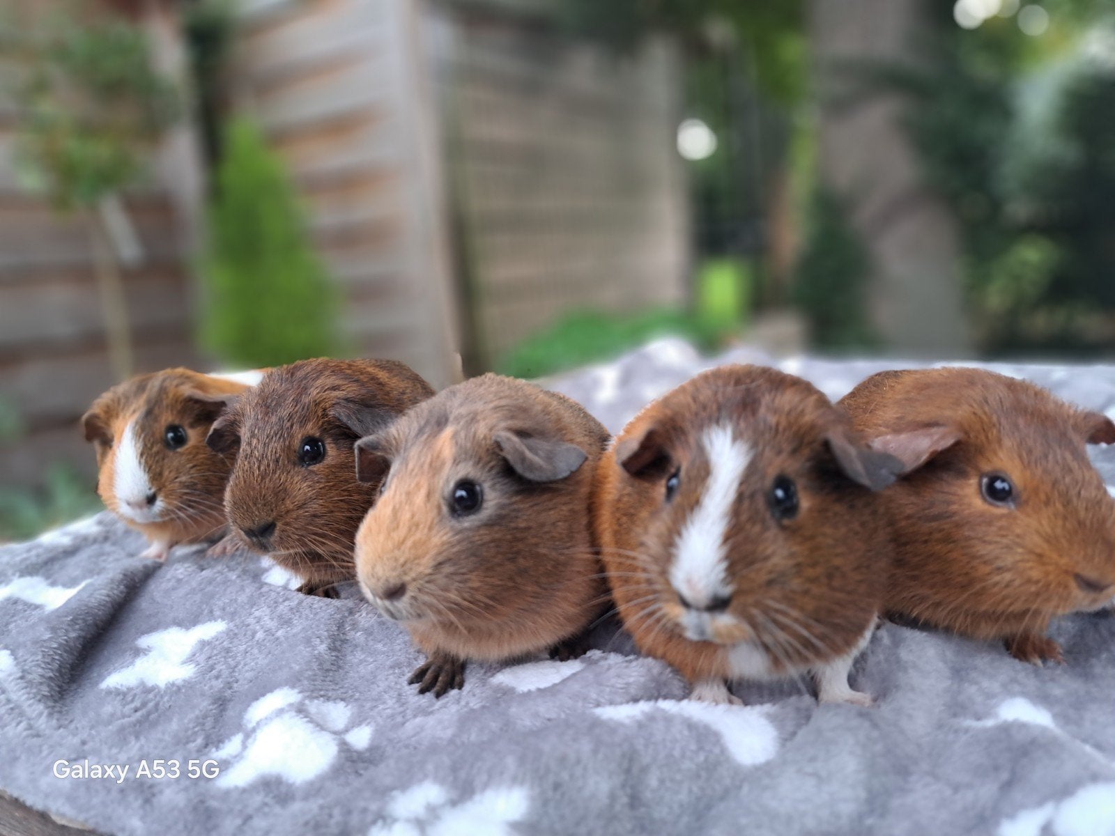 Cavia vrouwtjes te koop!, Dieren en Toebehoren, Cavia, Juli, Vrouwelijk, Tam