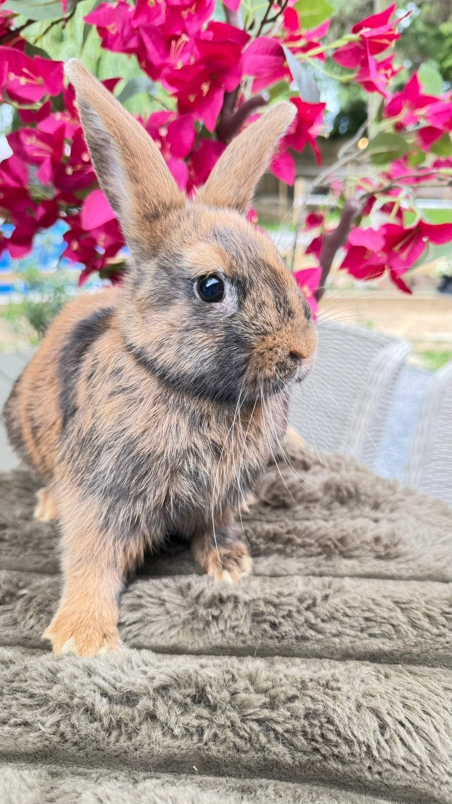 Deze lieverd mag verhuizen, half satijn, voedster, Dieren en Toebehoren, Konijnen, Meerdere dieren