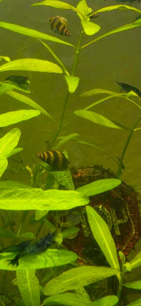 Helema slakken - aquarium, Slak of Weekdier, Zoetwatervis, Schoolvis