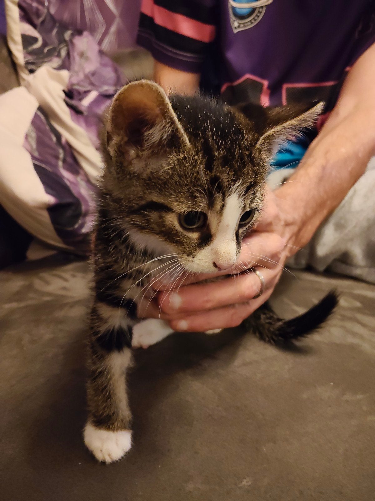 5 zeer lieve kittens, Dieren en Toebehoren, Meerdere dieren, Kortharig, 0 tot 2 jaar