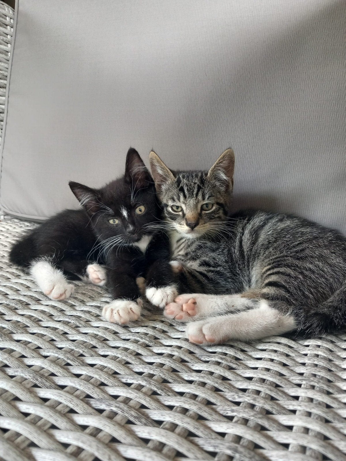 tamme kittens, Meerdere dieren