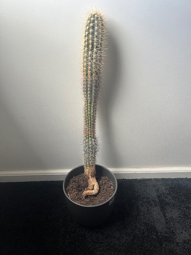 Cactus 60cm, Huis en Inrichting, Kamerplanten, Ophalen, Minder dan 100 cm, Volle zon, In pot