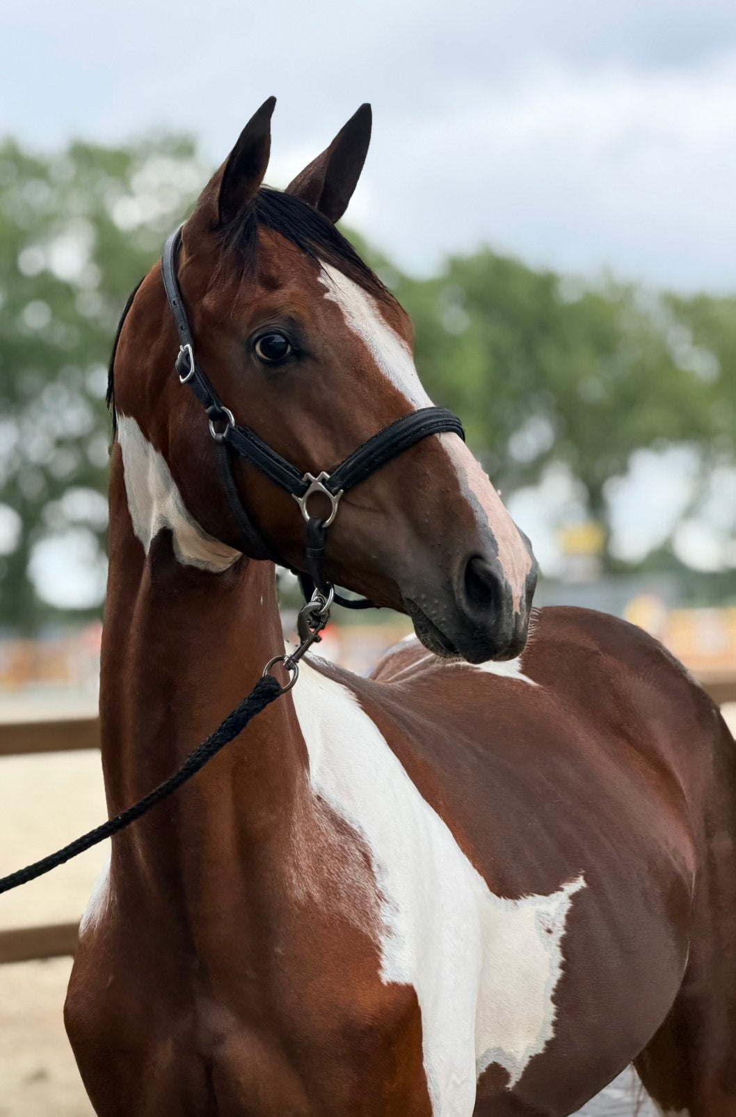 Jaarling bonte allrounder hengst te koop, Dieren en Toebehoren, Springpaard, Minder dan 160 cm, Met stamboom, Niet van toepassing