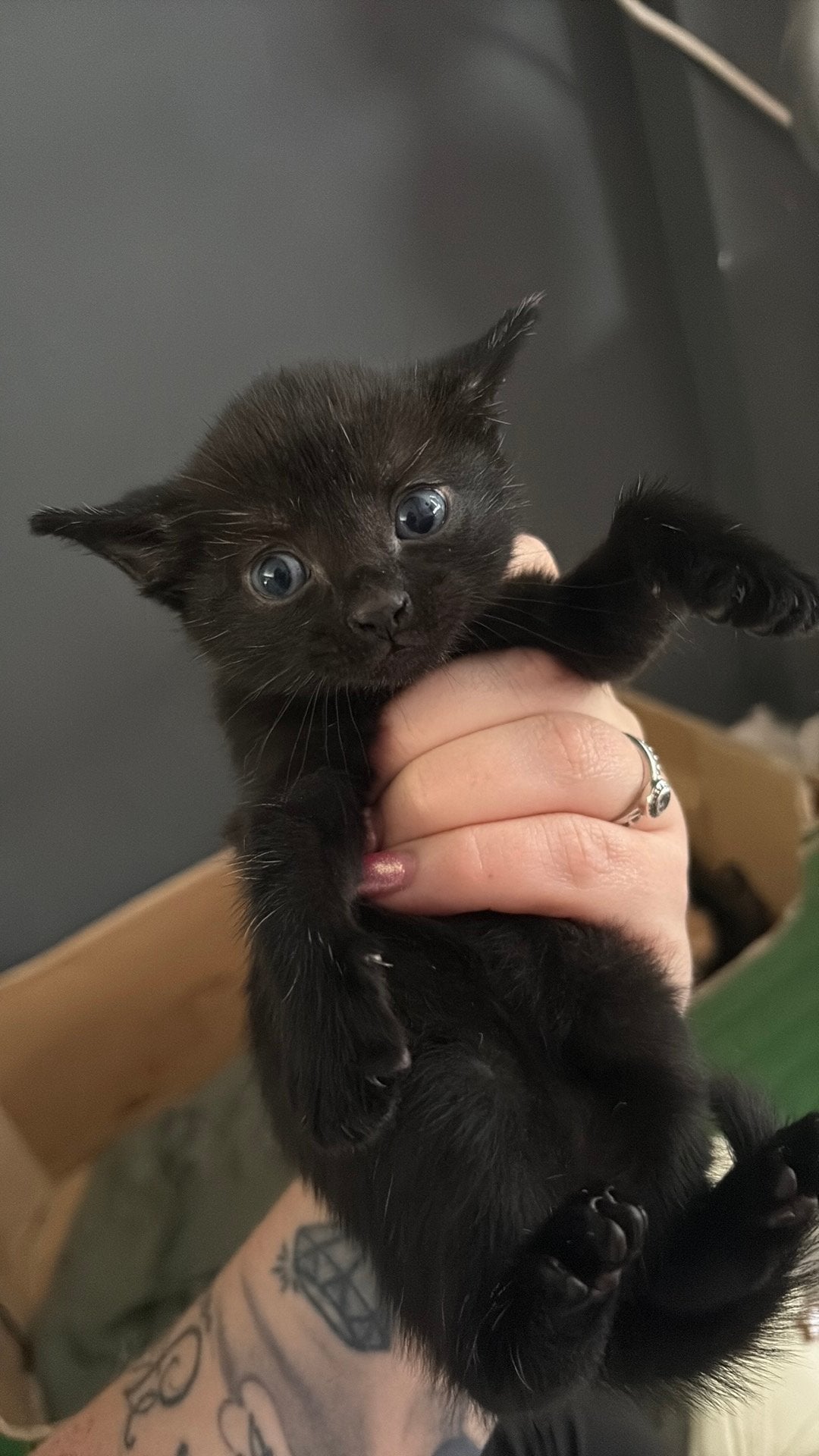 Te koop kittens, Dieren en Toebehoren, Poes, Kortharig, 0 tot 2 jaar