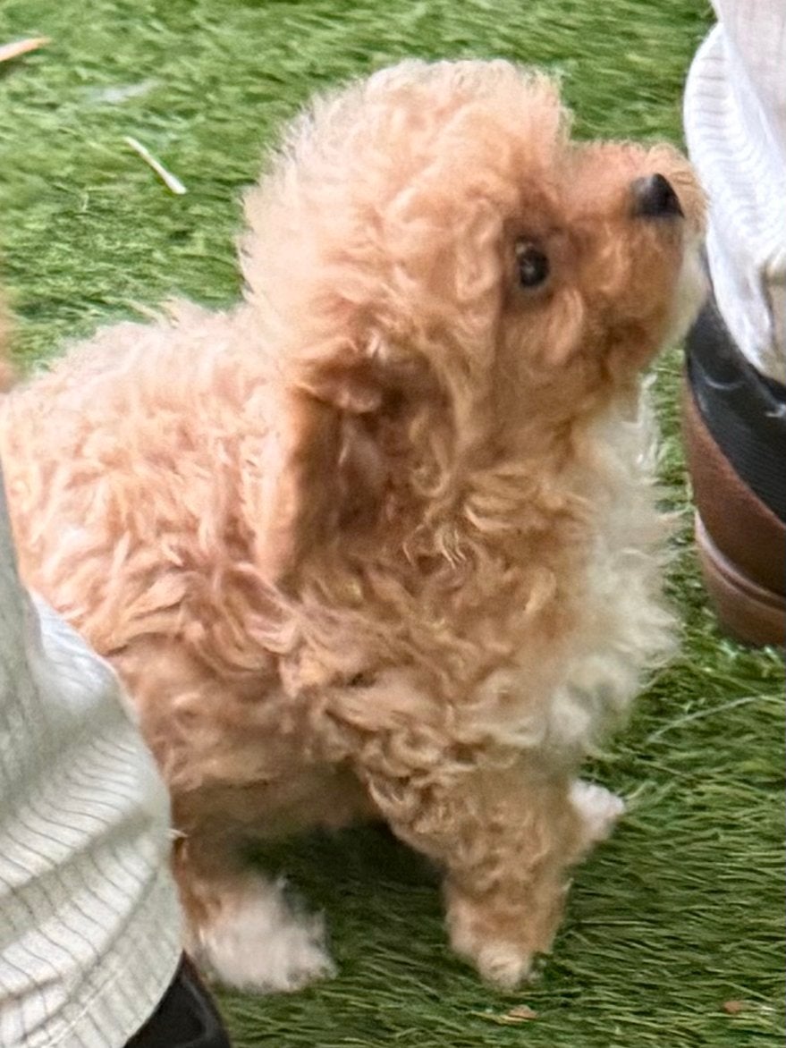 Drie toy poedel pupjes de abricot is gereseveerd, Dieren en Toebehoren, Poedel, Reu, CDV (hondenziekte), 8 tot 15 weken