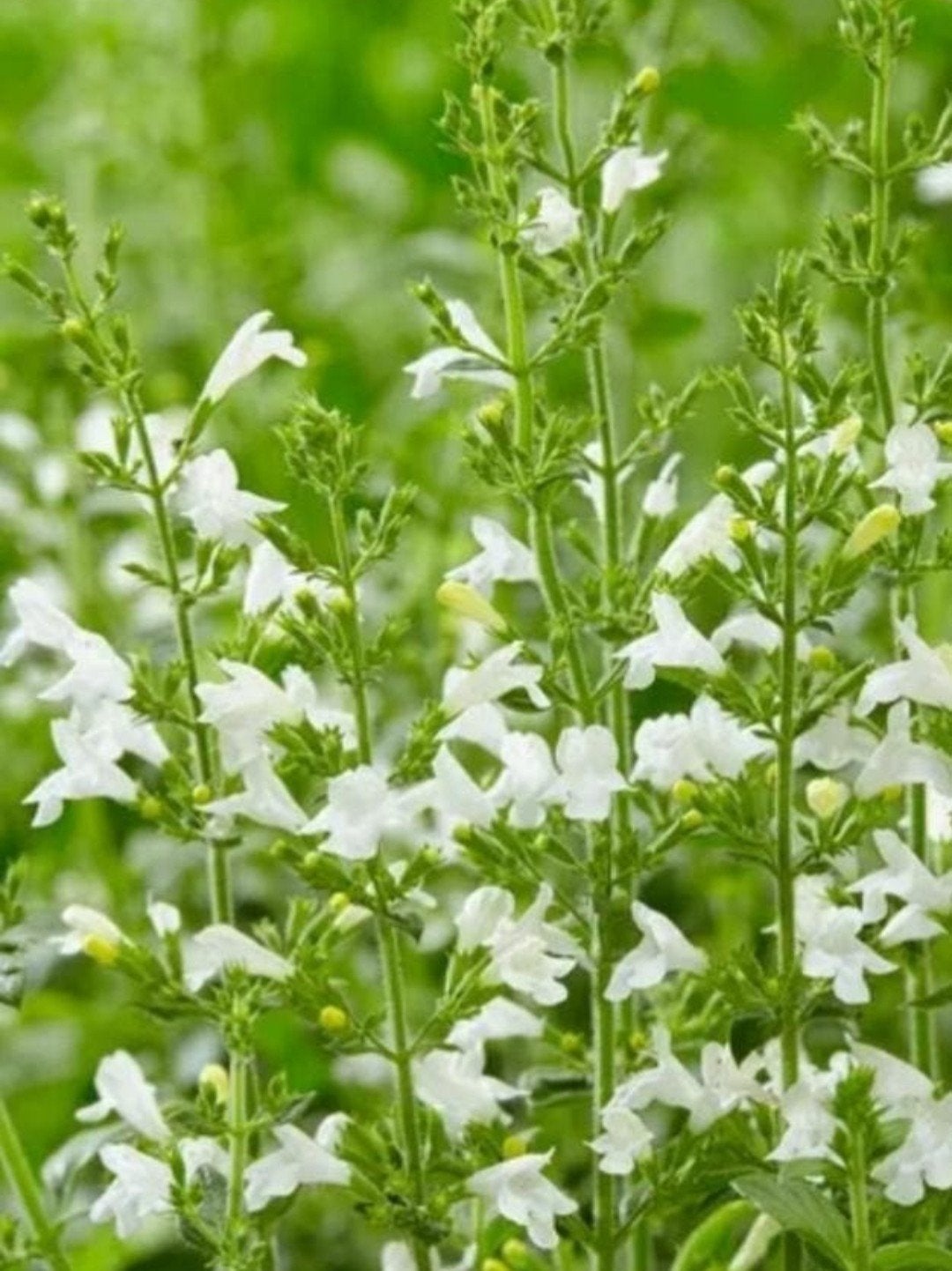 Calamintha nepeta 'Marvelette White' - Kattenmunt, Volle zon, Vaste plant, Ophalen of Verzenden, Kruiden