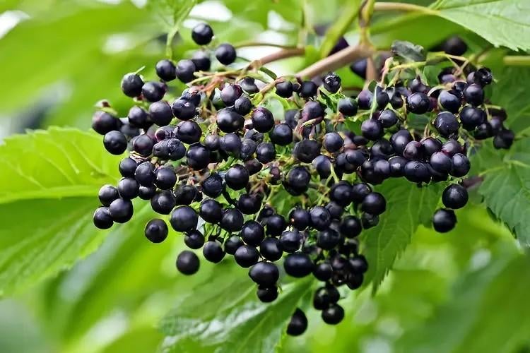 Uit de biologische moestuin: Vlierbessen, stek., Tuin en Terras, Planten | Tuinplanten, Vaste plant, Ophalen of Verzenden, Halfschaduw
