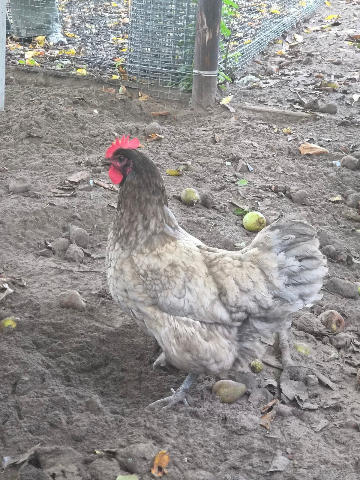 Blauwe Australorp, Dieren en Toebehoren, Vrouwelijk, Kip
